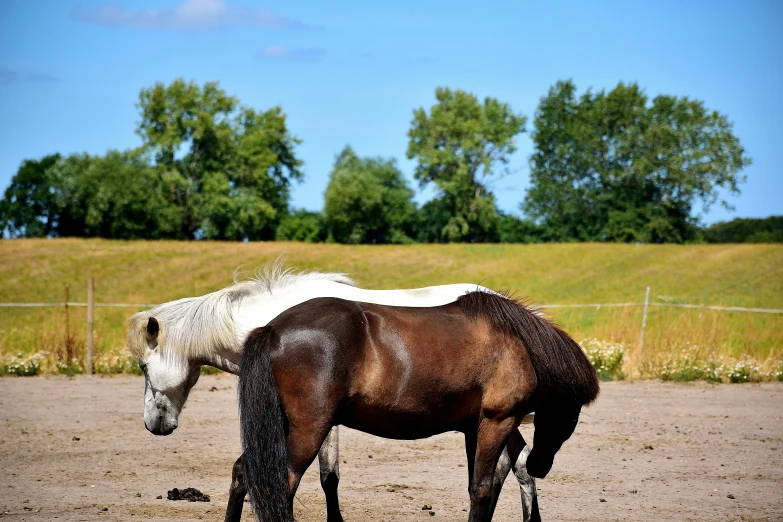 two horses standing in an open field with trees in the background