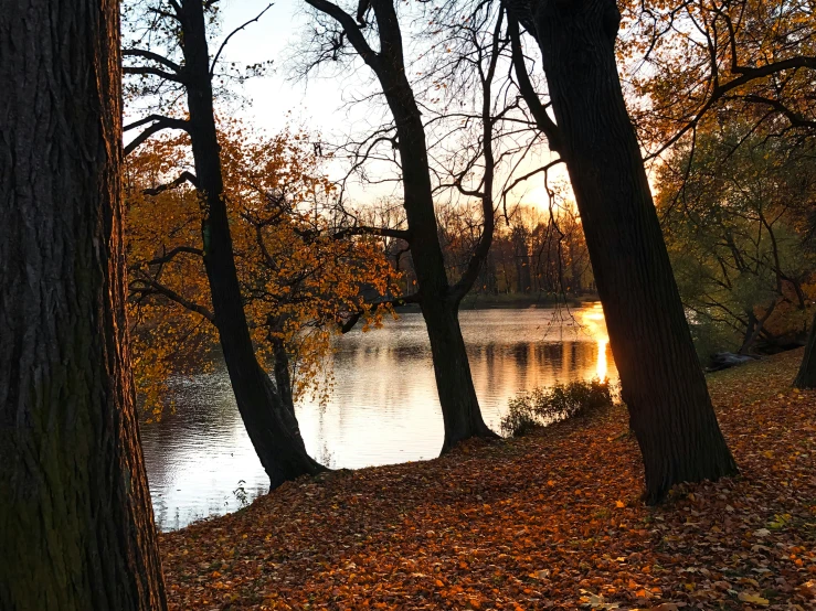 fall foliage covers the trees along a river