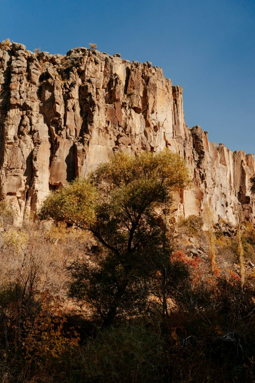 a large rock cliff in the middle of trees