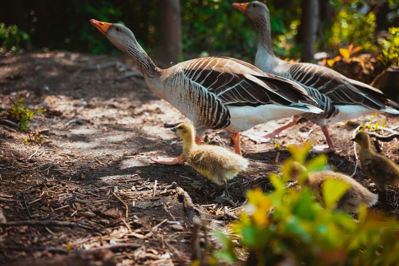 a pair of geese feeding on baby birds