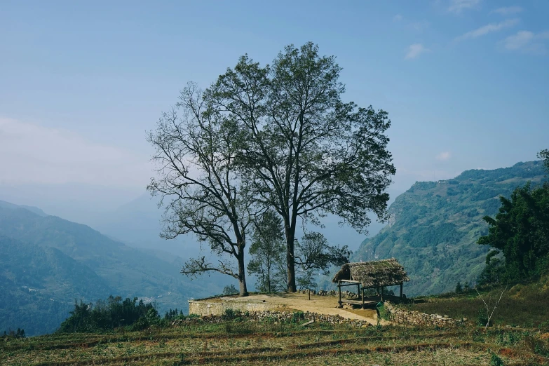 two benches next to a tree on top of a hill