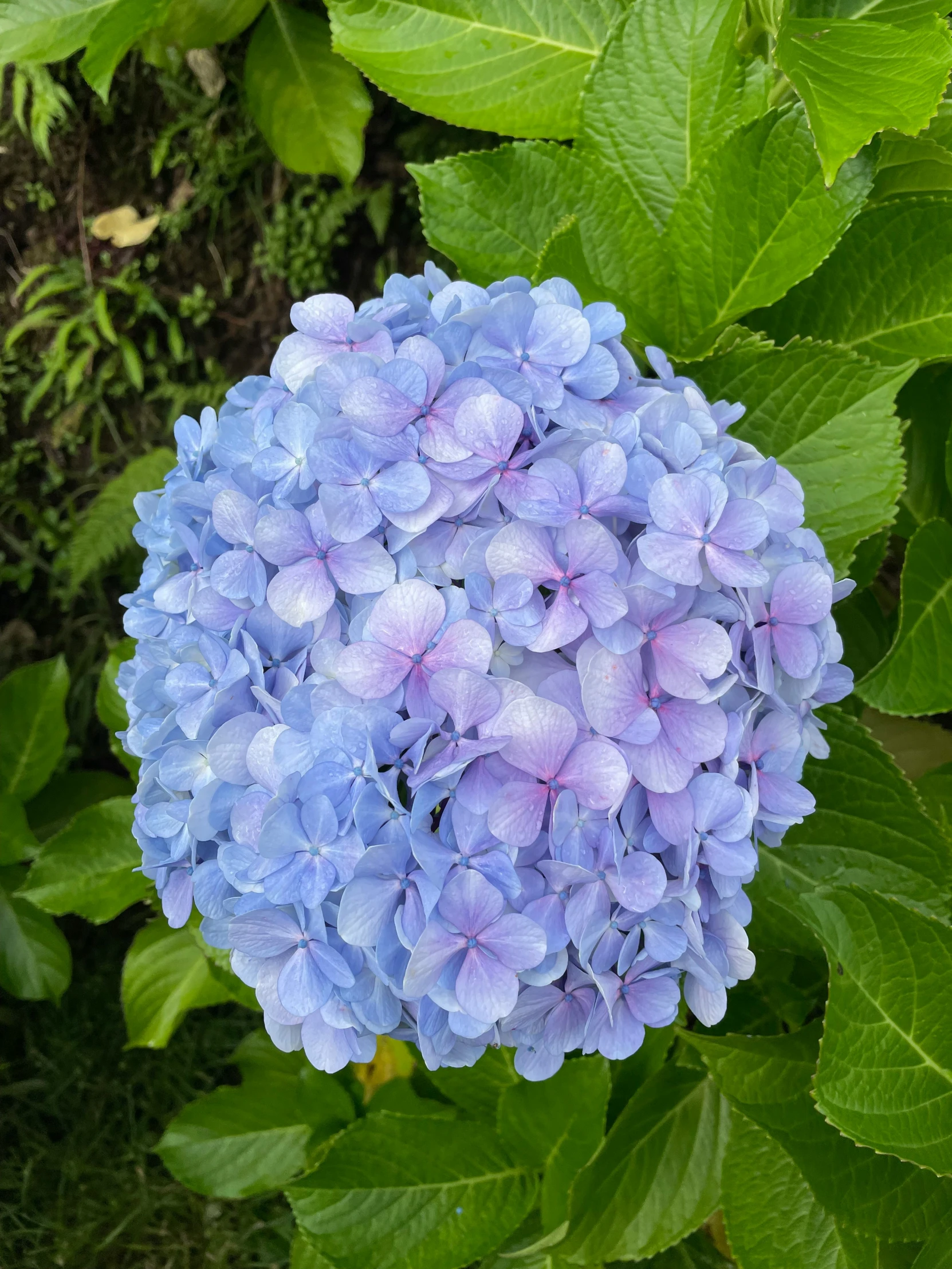 an up close s of the blue and green flowers