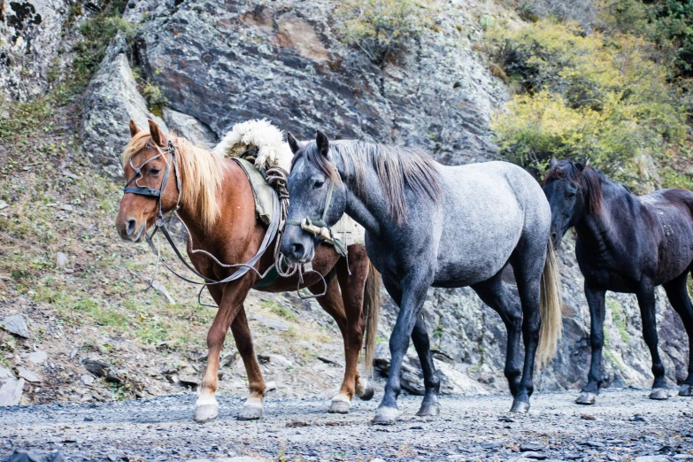 a group of horses standing next to each other