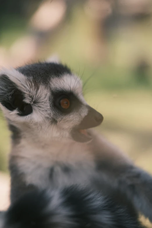 a small black and white animal standing on its hind legs