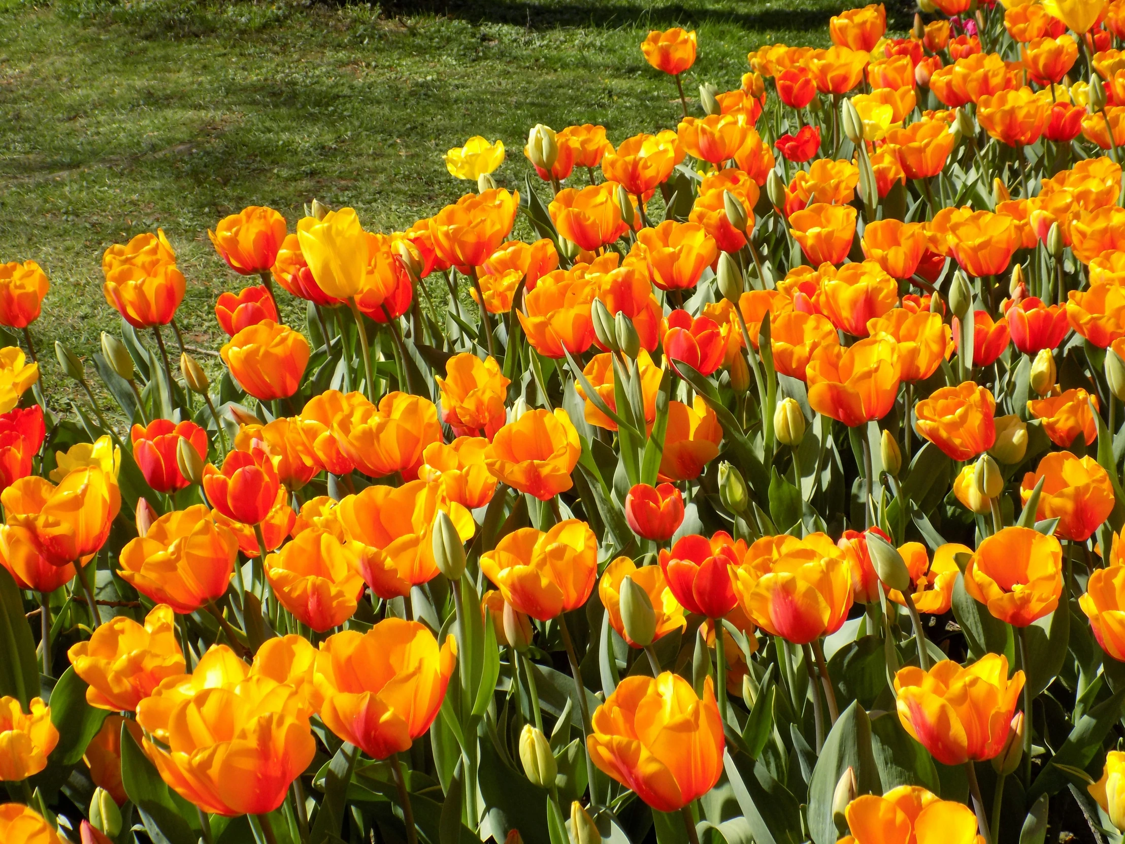 a large field filled with lots of orange flowers