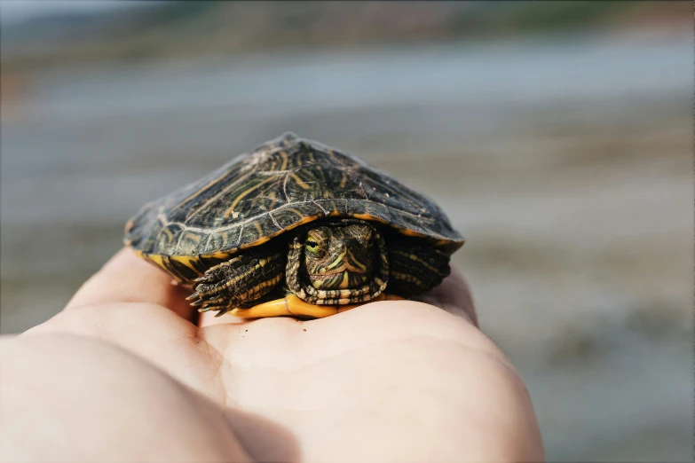 a small turtle on someones hand, near water