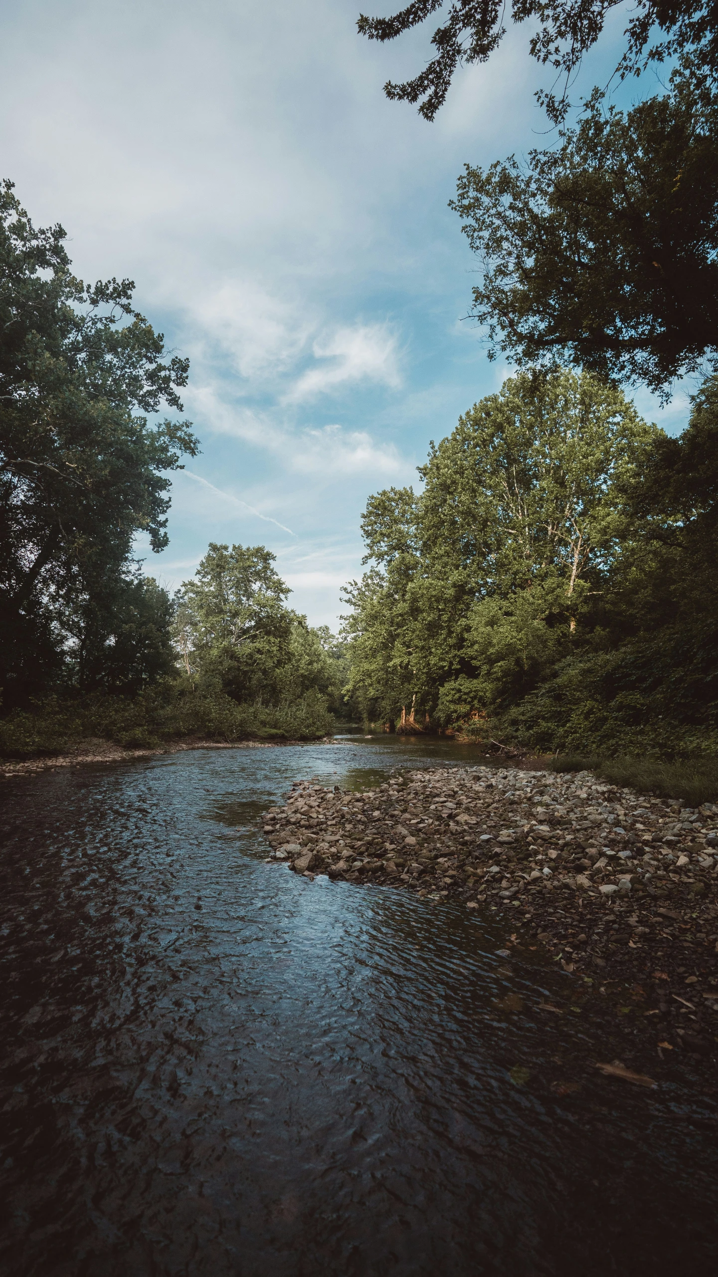 a body of water surrounded by trees