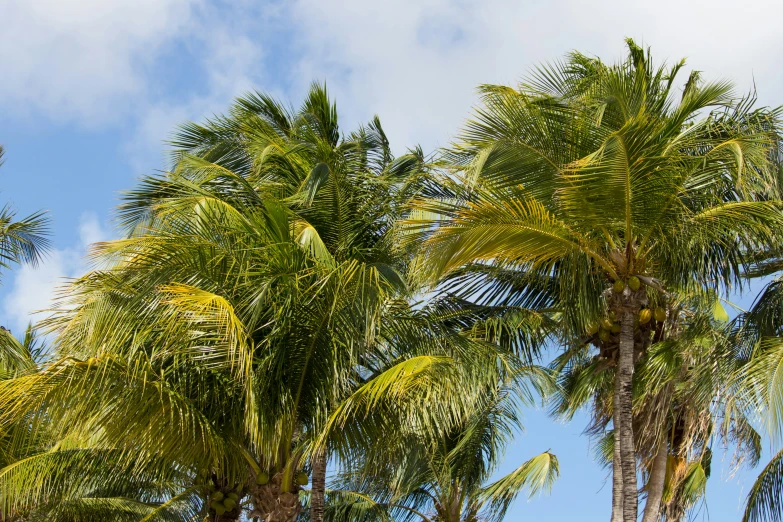 there are many palm trees with bright blue skies behind them