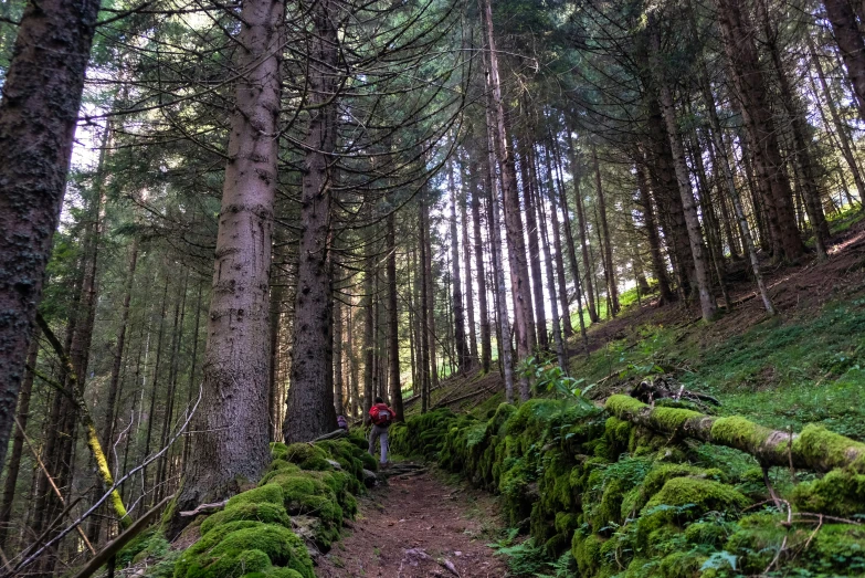 a path that is lined with trees and some green moss