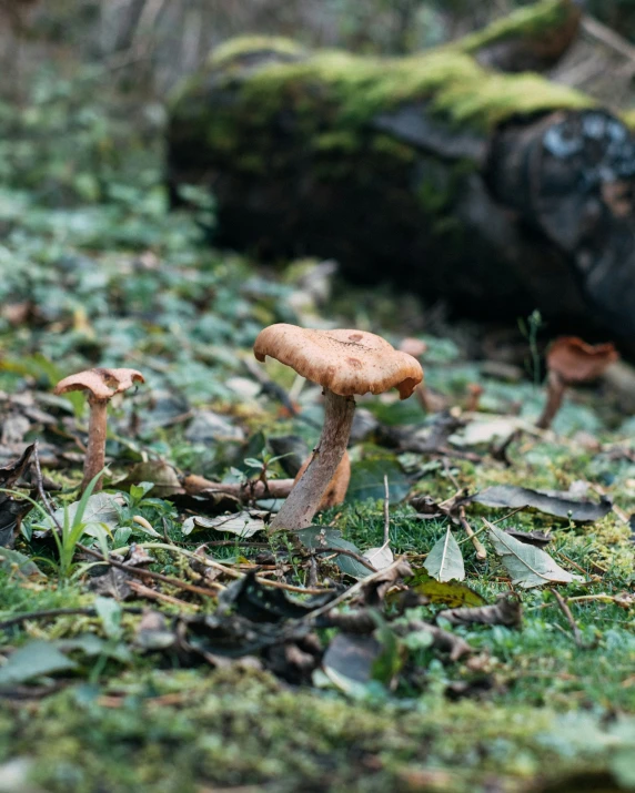 a small mushroom in a mossy field next to a log