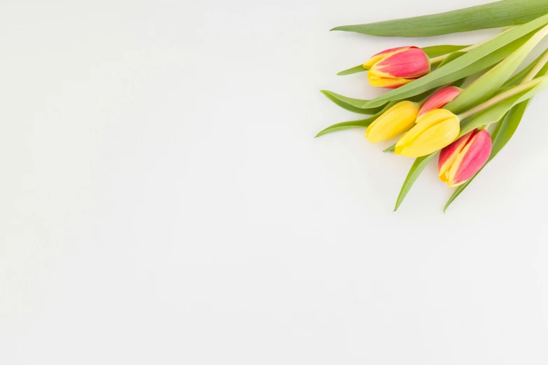 multicolored flowers lie side by side on a white surface