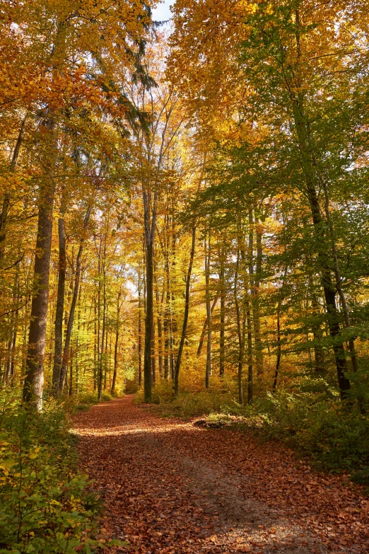 a forest path surrounded by fall colored trees