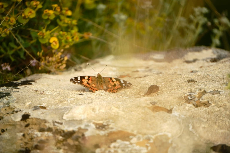 a erfly is resting on the rock