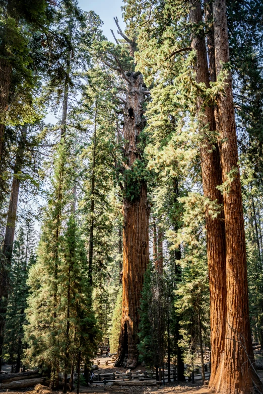 the trees are tall and the leaves are not green