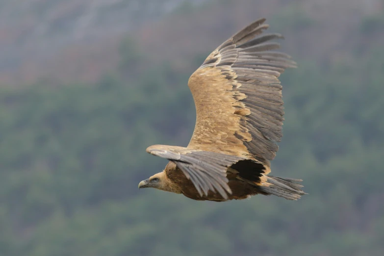 a large bird with a wing out flying