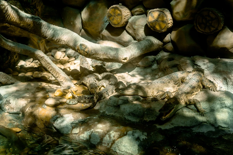 an area with rocks and plants and nches