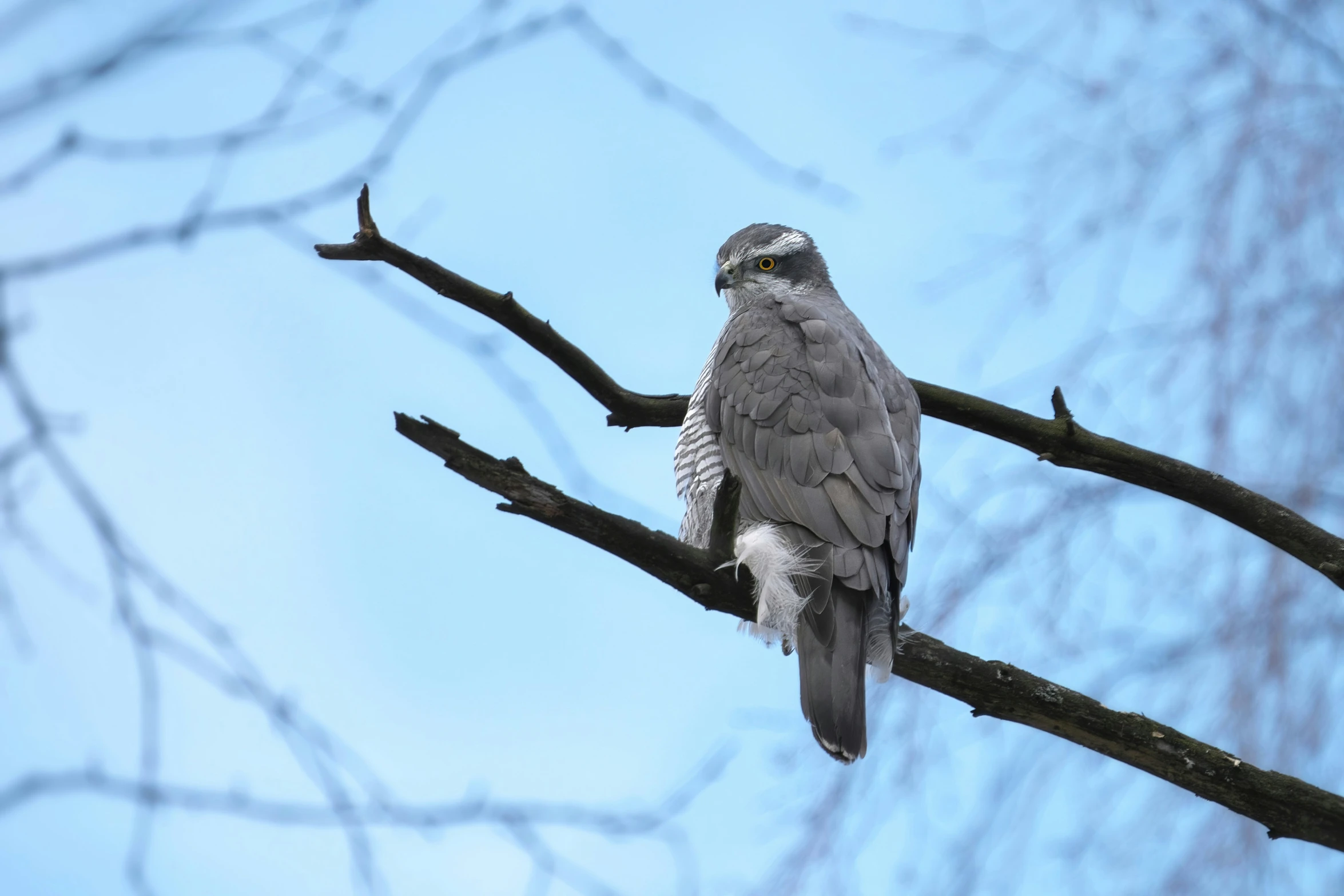 a bird with a large, long beak sitting on a tree nch