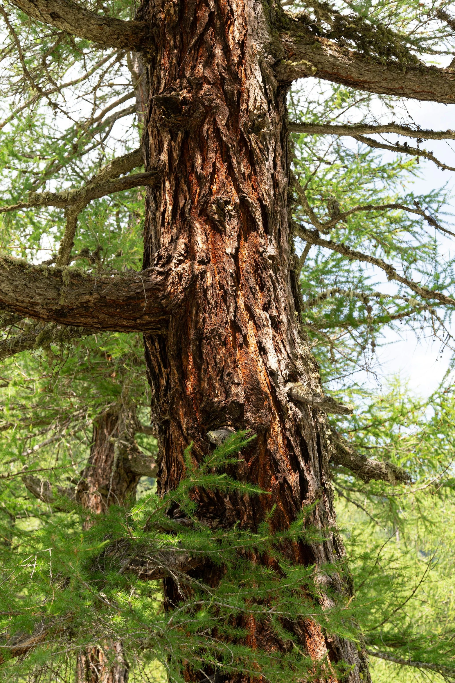 an animal looking at soing from the base of a tree