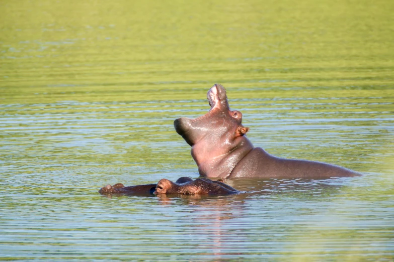 hippopotamus floating in the water in a pond