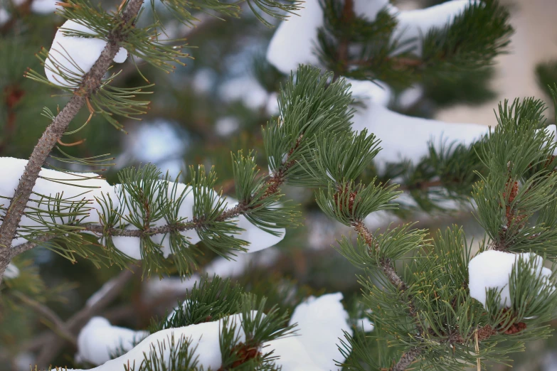 a bird sitting in the middle of snow covered trees