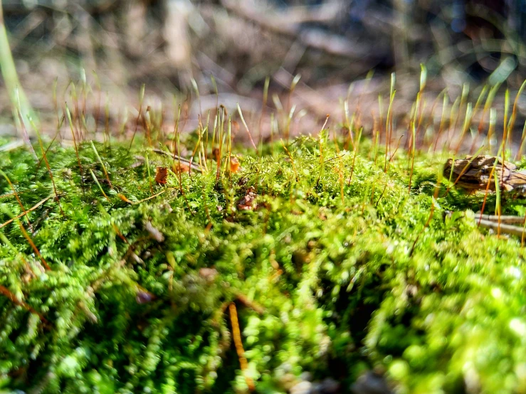 moss growing out of the rocks