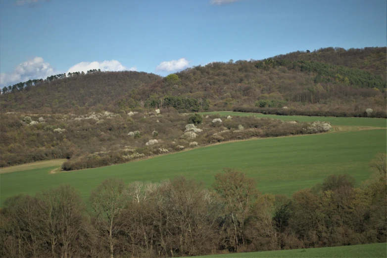 a very lush green field with animals by it