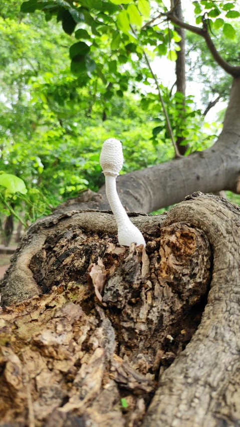 the toy mushroom is sitting in the old tree stump