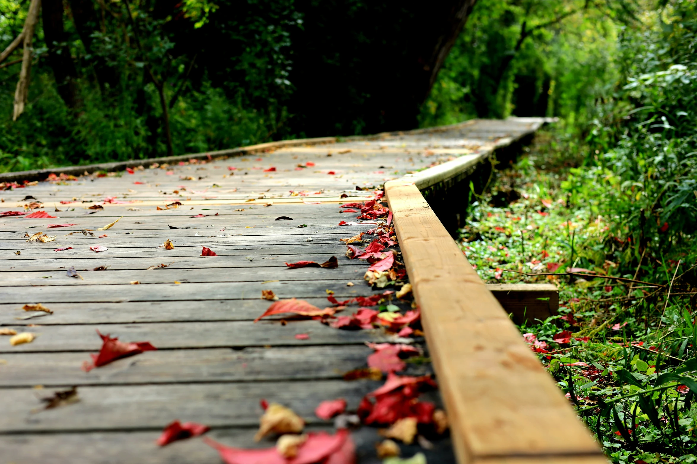 autumn leaves cover the walking path through a jungle