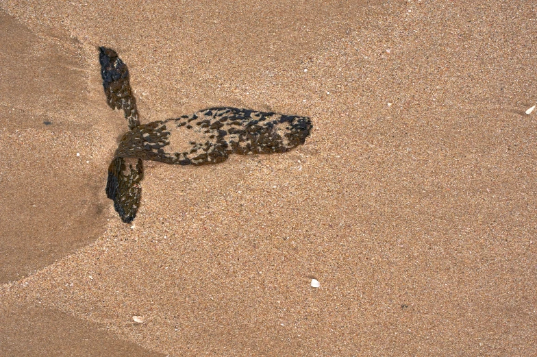 a baby turtle laying in the sand on the beach