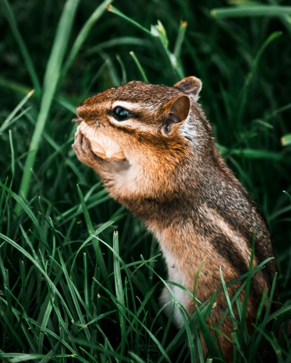 a chipmung sits on its hind legs and pokes his face through the grass