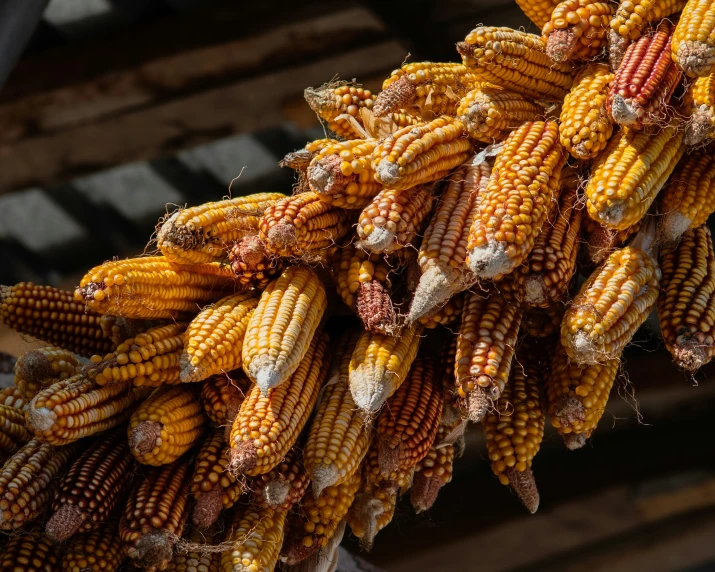 the corn has been dried and is ready for sell