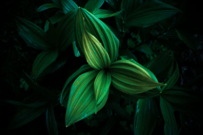 some green leaves with a dark background