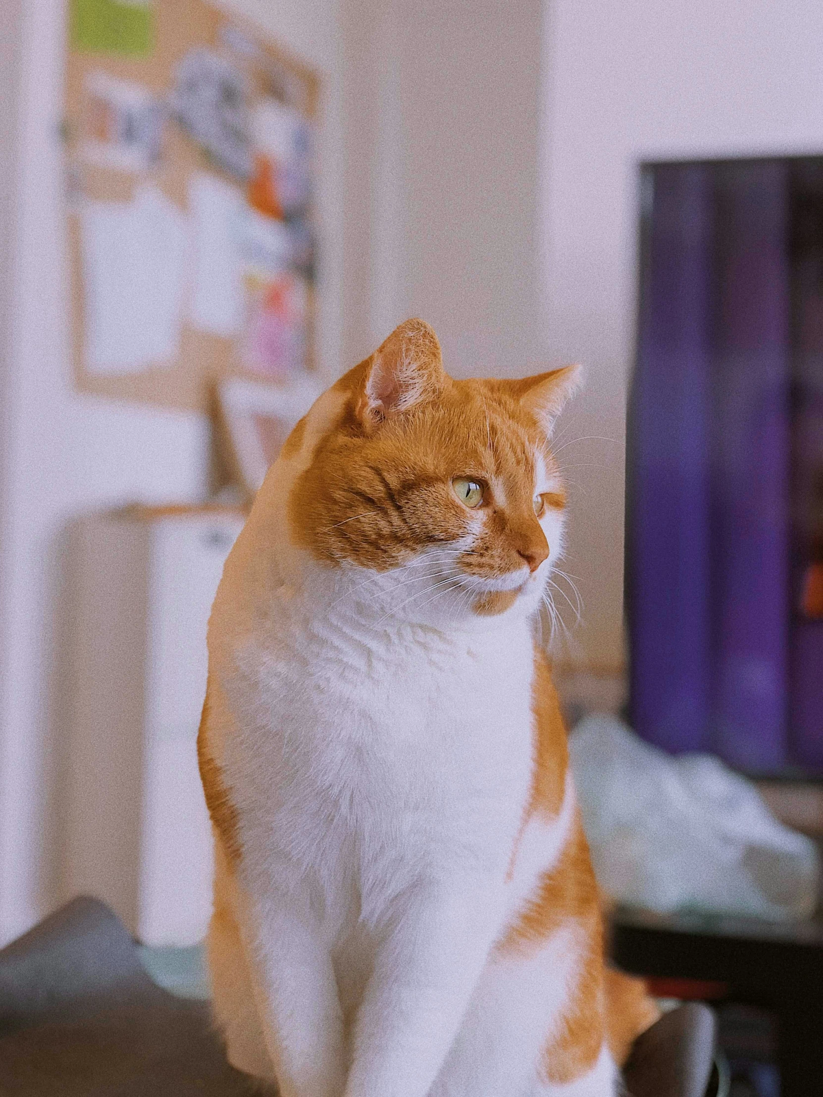 a cat is sitting on the table and staring ahead