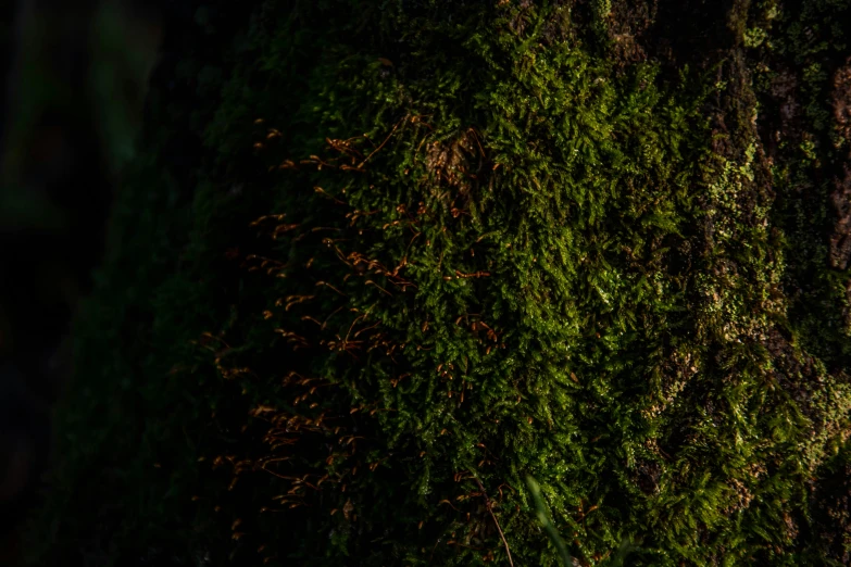 the back side of a moss covered tree at night