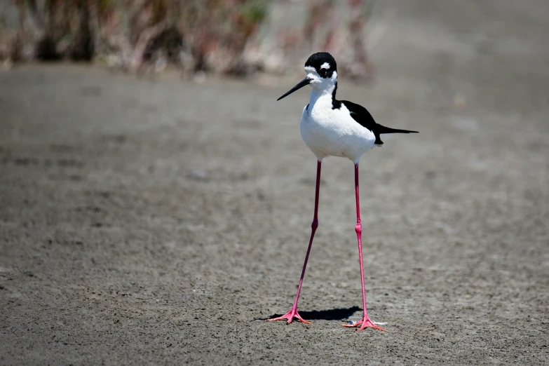 the large bird has very long legs and feet