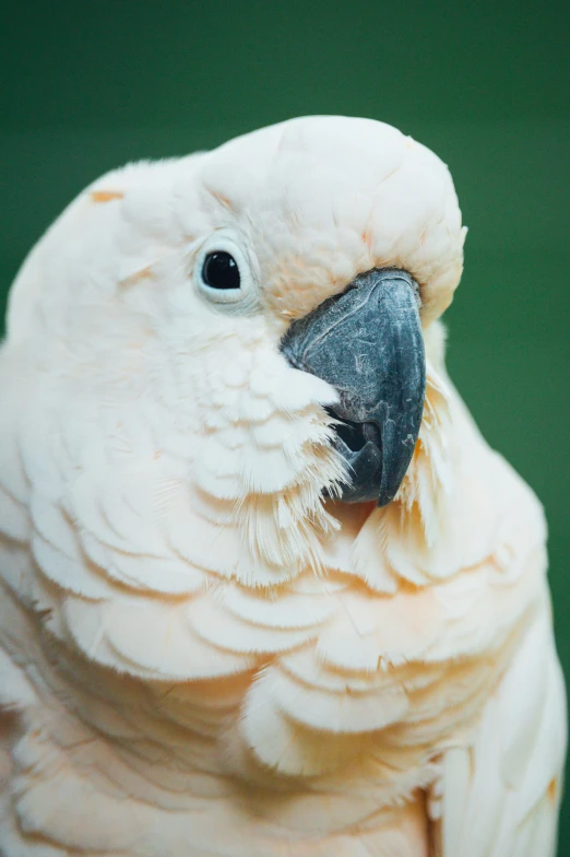 a close - up of a large white parrot's head