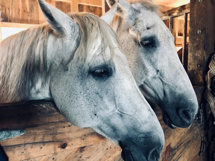 two horses are in an open stable with wooden walls