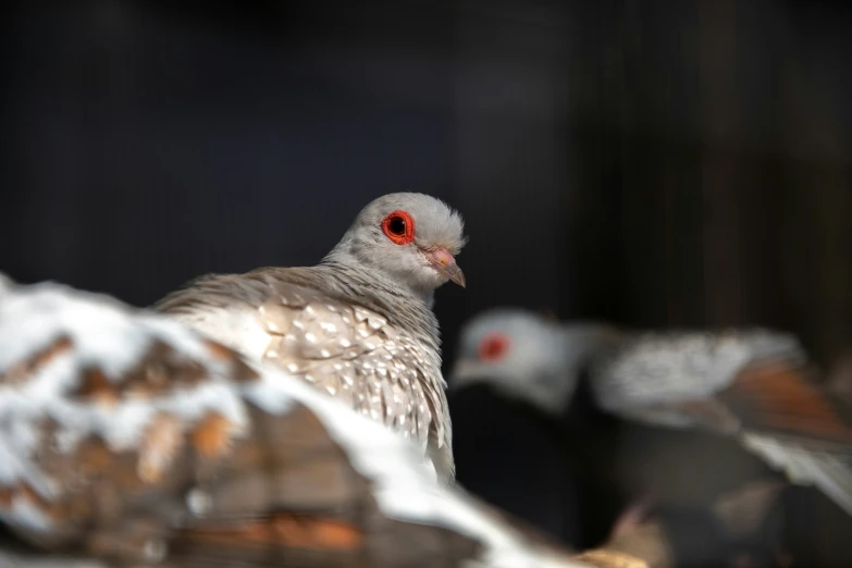 several small birds with red eyes are on the ground