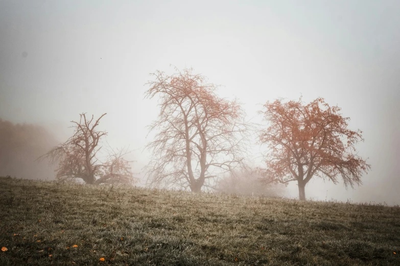 fog covers trees in the middle of the day