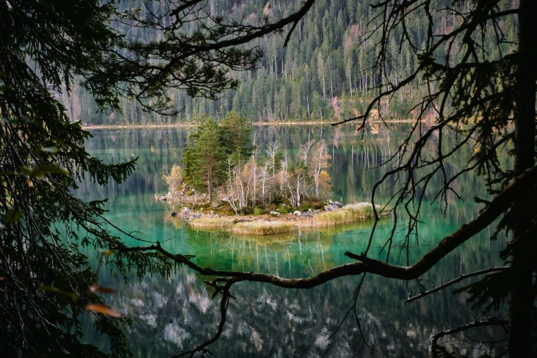 a tree with green leaves and some water