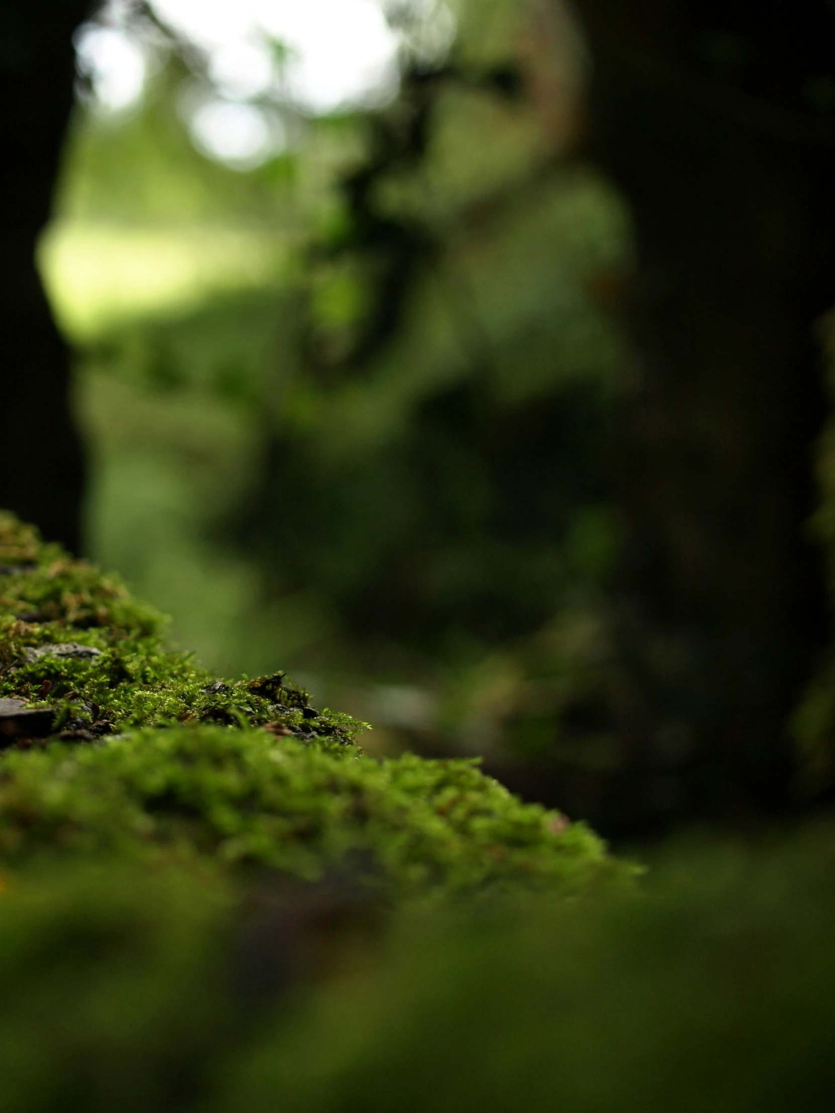 green moss covered rocks and stones are shown in this image