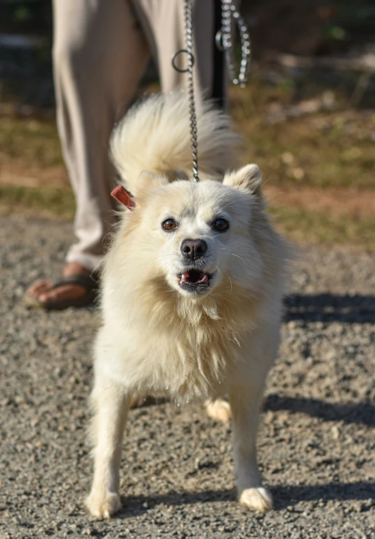 a white dog being walked by an adult