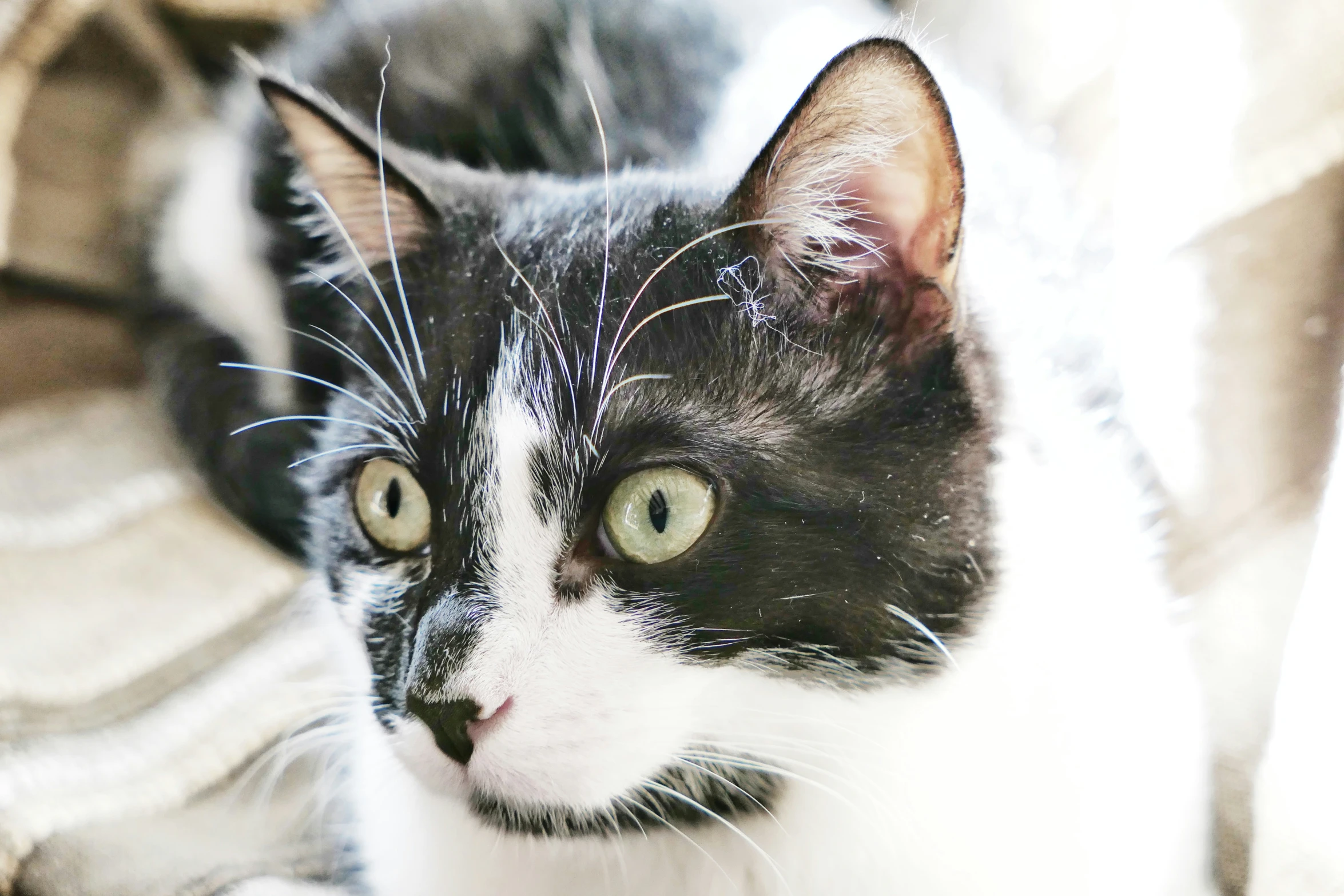 a cat sits on a couch and looks at the camera