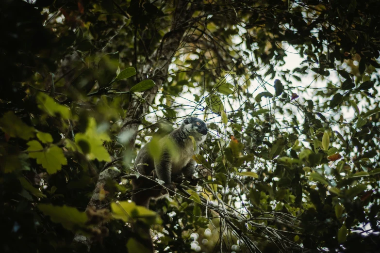 a monkey sits in a tree on a nch