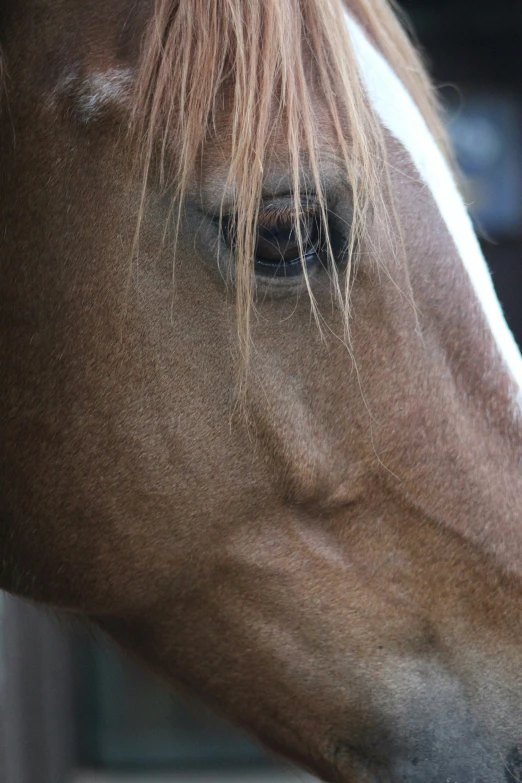 a close up image of a horse's face