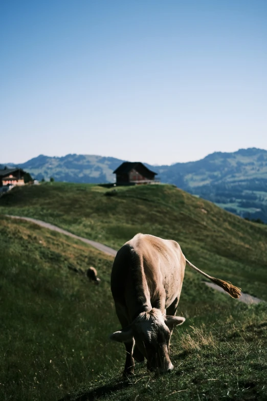 the cow is grazing on the green grass