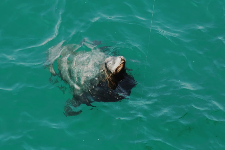 a sea lion swimming in a body of water