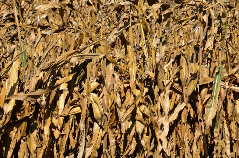 a corn field is being blown in the wind