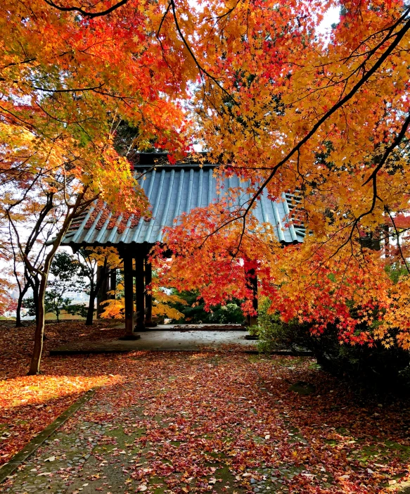 autumn trees and their colorful leaves in a park