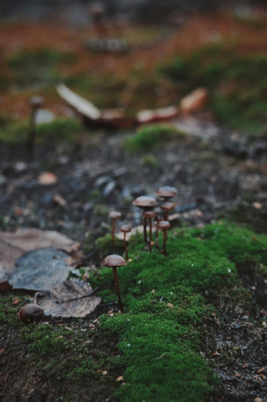 mushrooms are sitting on some moss in a forest